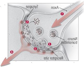 Πώς επικοινωνούν οι νευρώνες Πώς επικοινωνούν οι νευρώνες