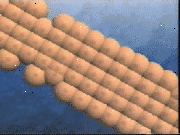 Ο καρκίνος αποτελείται από ανώμαλα κύτταρα που πολλαπλασιάζονται συνεχώς