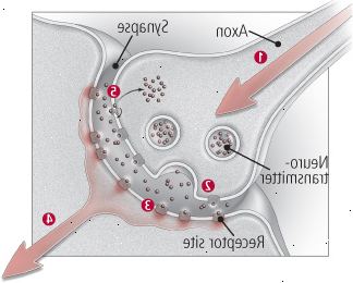 Πώς επικοινωνούν οι νευρώνες Πώς επικοινωνούν οι νευρώνες