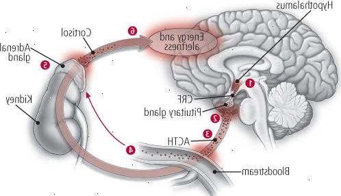 Η κατανόηση του άξονα HPA Η κατανόηση του άξονα HPA