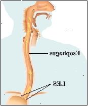Εικόνα του οισοφάγου Εικόνα του οισοφάγου