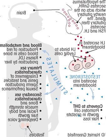 Το ανδρόγυνο καταρράκτη Το ανδρόγυνο καταρράκτη