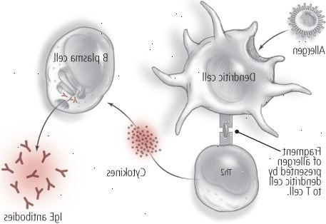 Αλλεργία: μια διαδικασία δύο σταδίων (πρώτη έκθεση)