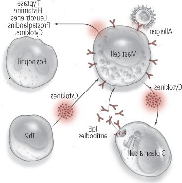 Αλλεργία: μια διαδικασία δύο σταδίων (επόμενη έκθεση)