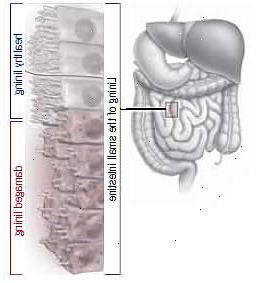 Γλουτένη Γλουτένη