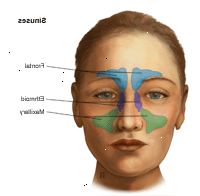 Εικονογράφηση των κόλπων Εικονογράφηση των κόλπων