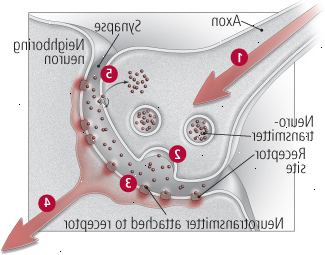 Πώς τα νευρικά κύτταρα επικοινωνούν Πώς τα νευρικά κύτταρα επικοινωνούν