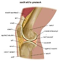 Ανατομία της άρθρωσης του γονάτου Ανατομία της άρθρωσης του γονάτου