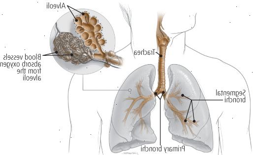 Πώς αναπνέετε Πώς αναπνέετε