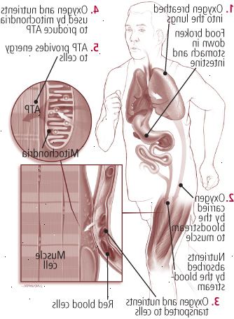 Πώς τροφή και οξυγόνο καταστούν ενεργειακά