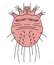 Ψείρες Ψείρες