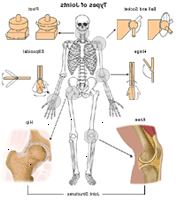 Εικονογράφηση των τύπων των αρθρώσεων Εικονογράφηση των τύπων των αρθρώσεων