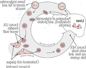 Δίνουν και παίρνουν: χοληστερόλης στην κυκλοφορία του αίματος