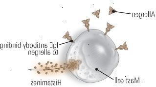 Αλλεργικό άσθμα Αλλεργικό άσθμα
